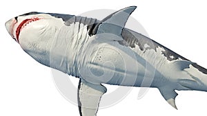 White shark marine predator big, bottom view