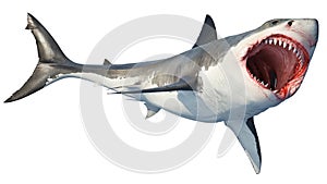 White shark marine predator big open mouth