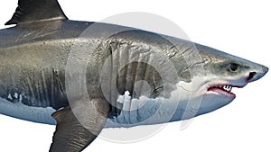 White shark marine predator big, side view