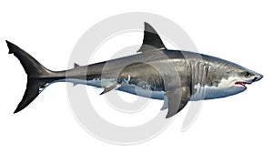 White shark marine predator big, side view