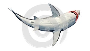 White shark marine predator big swimming, bottom view