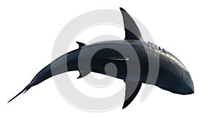 White shark marine predator big swimming, top view
