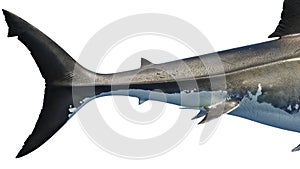 White shark marine predator big tail, side view