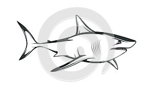 White shark. Saltwater fish. Eater Shark. Carcharodon.