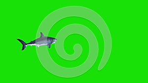 White Shark Swim in a Circle Green Screen 3D Rendering Animations