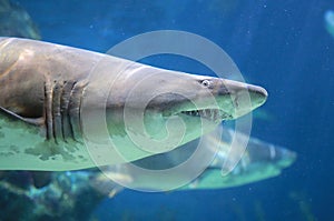 A White Shark Under water