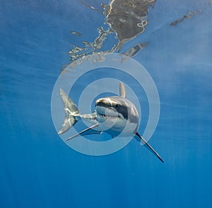 White Shark Underwater