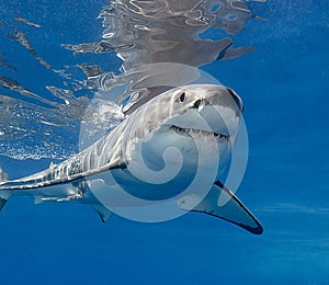 White Shark Underwater