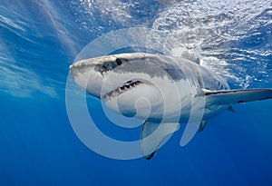 White Shark Underwater