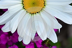 White Shasta Daisy over Purple Wildflowers