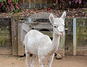 A white shaved llama in a stable , looking cold