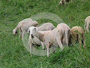 White Sheared Sheep that while grazing the green grass of the me