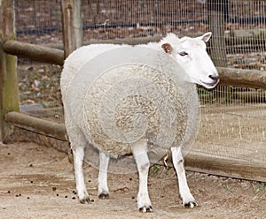 White Sheep