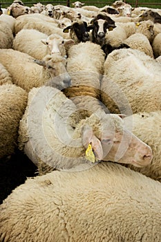 Biela ovca
