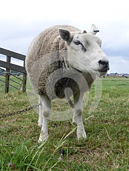 White sheep at the Beemster meadow in Holland