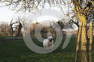 White sheep with a black face, nose and ears standing in a meadow. Walliser Schwarznase, Black nose sheep