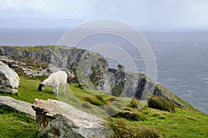 A white sheep with black muzzle near Slieve League, County Donegal, Ireland