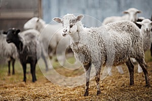 White sheep chewing hay. ruminant cloven-hoofed animals.