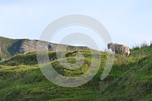 White sheep with curly horns looks left into copy space, sunlit