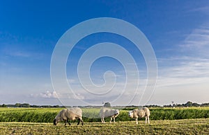 White sheep on a dike near Garnwerd