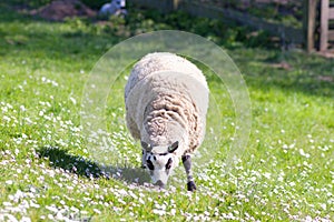 White sheep eating grass