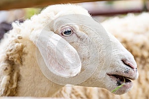 White sheep eating grass in the farm