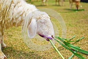 White sheep eating grass in farm