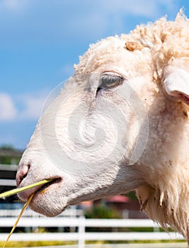 White sheep eating grass or food