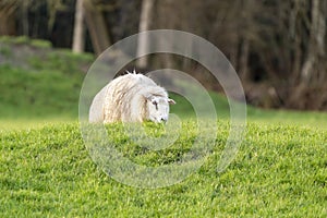A white sheep emerges eating from behind a hill. The ewe in half body. Selective focus, trees in the background
