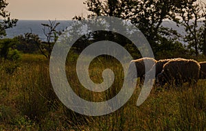 White sheep in the evening light. Sheep contemplate