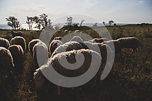 White sheep in the evening light. Sheep contemplate