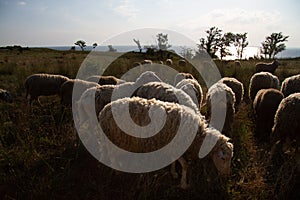 White sheep in the evening light. Sheep contemplate