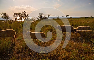 White sheep in the evening light. Sheep contemplate