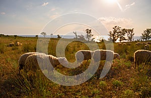 White sheep in the evening light. Sheep contemplate