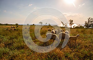 White sheep in the evening light. Sheep contemplate