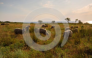 White sheep in the evening light. Sheep contemplate