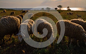 White sheep in the evening light. Sheep contemplate