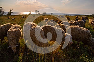 White sheep in the evening light. Sheep contemplate