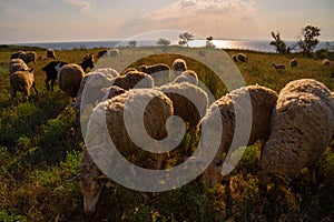 White sheep in the evening light. Sheep contemplate