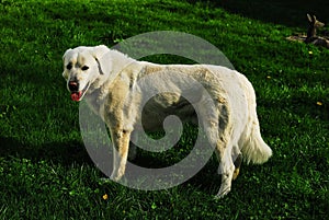 Biely ovčiarsky pes slovenský čuvach pochádzajúci z artických vlkov