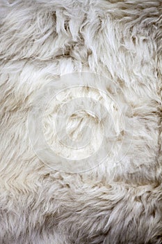White sheep fur texture
