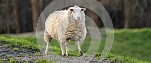 A white sheep on a grassy hill. Selective focus, trees in the background. Panorama, cover, social media