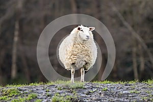 A white sheep on a grassy hill. Sheep looks straight into the camera. Selective focus, trees in the background