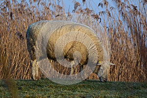 White sheep grazing on a dike with reeds in the background