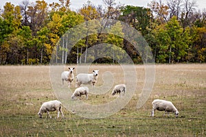 White sheep grazing in a farm pasture in the fall.