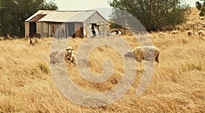 White sheep grazing