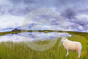 White sheep grazing in the meadow