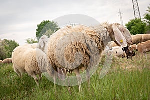 A white sheep grazing in the mountains