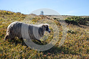 White sheep grazing on summer hills. White lamb running in filed. Pasture background.