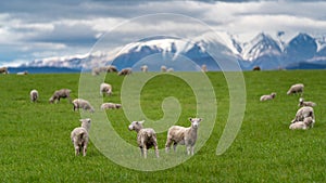 White Sheep In Green Field